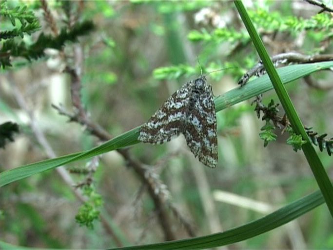 Heidespanner ( Ematurga atomaria ), die Weibchen besitzen fadenförmige Fühler, und die Grundfärbung der Flügel ist weiß. : Brüggen, Brachter Wald, 28.05.2006